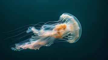 Blue Jellyfish Floating in Water photo