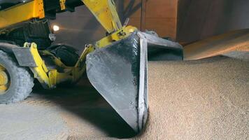 Crop storage concept. A close-up of the bucket of a loader that collects and moves grain in a granary. video