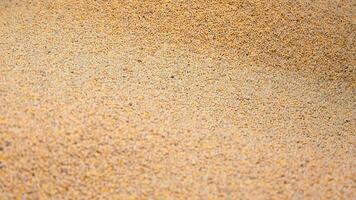 Soybeans fall in slow motion on a pile. Harvesting the grain harvest. Close-up of the harvested seed crop. video