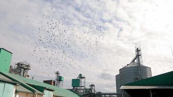 A flock of birds flies over a silo for storing grain crops of soybeans and corn. Birds fly over the elevator. video