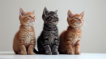 Three Small Kittens Sitting Together photo