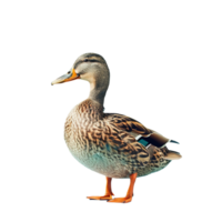 A duck on transparent background png