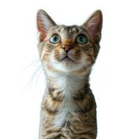 Katze auf transparent Hintergrund png