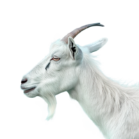 Goat on transparent background png