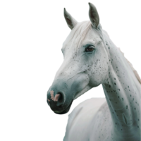 uma cavalo em transparente fundo png