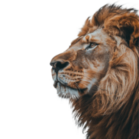 un león en transparente antecedentes png