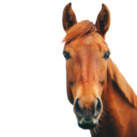 A horse on transparent background png