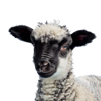 A sheep isolated on transparent background png