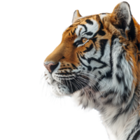 Porträt von ein Tiger mit Widerhaken Draht auf transparent Hintergrund png