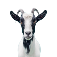 Goat on transparent background png