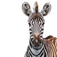 Zebra on transparent background png