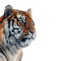 Porträt von ein Tiger mit Widerhaken Draht auf transparent Hintergrund png