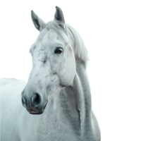 A horse on transparent background png