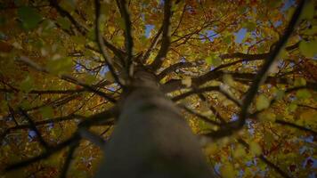 idílico vívido vibrante follaje colores en otoño temporada ambiente video