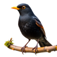 A black bird with orange beak and yellow eyes is perched on a branch png