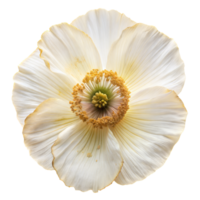 un blanco flor con un amarillo centrar png