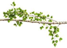 A branch with green leaves is shown on a transparent background png