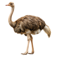 un grande avestruz soportes en un transparente antecedentes png
