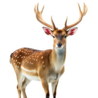 A deer with antlers stands in front of a transparent background png