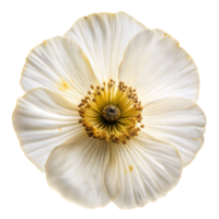 A close up of a white flower with a yellow center png