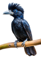 A black bird with a long tail is perched on a branch png