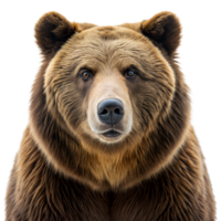 A large brown bear with a big nose and big eyes stares at the camera png