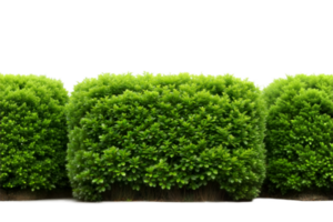 Three neatly trimmed hedges stand in a row against a transparent background, bathed in bright daylight png