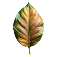A detailed view of a single leaf showing half brown and half green in bright daylight against a transparent background png