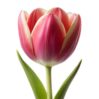 A single pink tulip with green leaves fully bloomed, isolated on a transparent background in natural daylight png