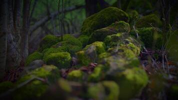 friedlich Highlights moosbedeckt Felsen im heiter Wald Landschaft video