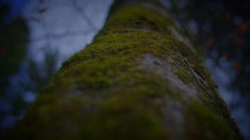 Closeup shot of mosscovered tree trunk in serene natural setting video