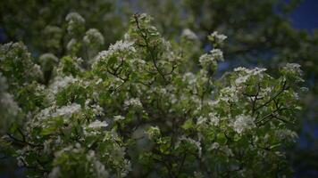 Weiß Blumen von ein Kirsche blühen auf ein Kirsche Baum im Frühling Jahreszeit video