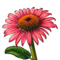 Cone Flower Logo png