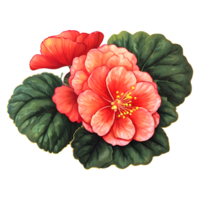 begônia flor ícone png