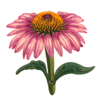 Cone Flower Logo png