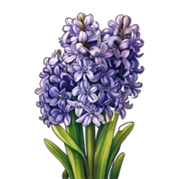 jacinthe fleur conception png