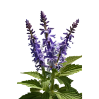 anisehy blomma logotyp png