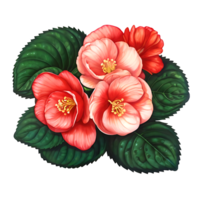 Begonia Flower Icon png