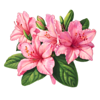 azalea blomma design png