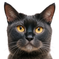 faccia di gatto carino png