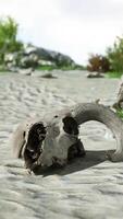 A small animal skull on a sandy surface video