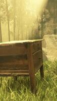 A serene wooden bench nestled in the heart of a lush forest video