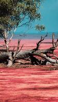 grands acacias dans les plaines de savane ouvertes de la namibie video