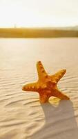 estrelas do mar em a sidade de praia video