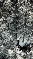 A breathtaking winter forest landscape from above video