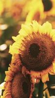 A vibrant field of sunflowers against a clear blue sky video