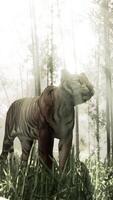 In a bamboo forest a massive Bengal tiger is on the prowl for its next meal video