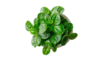 Serene Top View of Indoor Houseplant on the transparent background, Format png