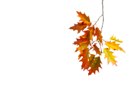 Branches with colorful autumn leaves isolated on white background. png