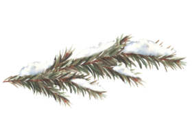 Schnee auf ein Ast mit Nadeln. Fichte, Kiefer oder Zeder Bäume immergrün schneebedeckt Ast. botanisch Hand gezeichnet Illustration zum Design von Gruß Karte, Einladung drucken. isoliert Clip Art png